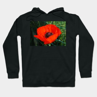 Giant Red Poppy Hoodie